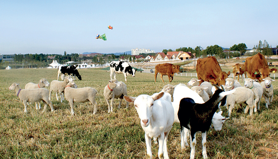 [2025 그린바이오 농협안성팜랜드 현장 견학] 서울대 학생들, 안성팜랜드서 ‘경제동물과 반려동물의 공존’을 배우다